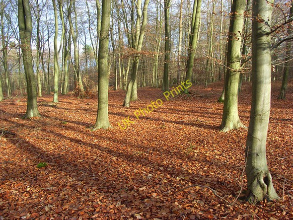 Photo 6"x4" Beeches on Ashley Hill Burchett's Green c2008