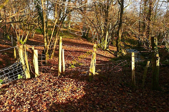Photo 6"x4" Stream crossing in Gaufron Wood Disserth c2008