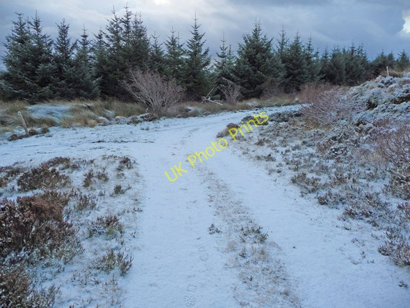 Photo 6"x4" Track junction in Greshornish Forest Flashader c2008