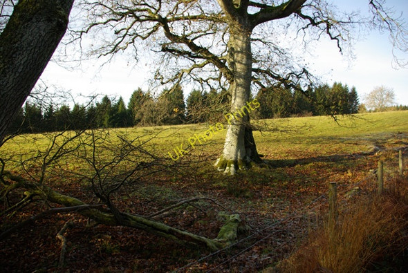 Photo 6"x4" Quarry Wood Builth Wells\/Llanfair-Ym-Muallt c2008