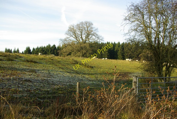 Photo 6"x4" Quarry Wood Builth Wells\/Llanfair-Ym-Muallt c2008