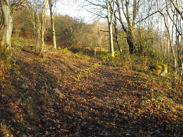 Photo 6"x4" Bridleway through the trees Builth Wells\/Llanfair-Ym-Muallt c2008