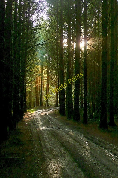 Photo 6"x4" In Cefn Garw forest Pen-cae\/SN8955 c2008