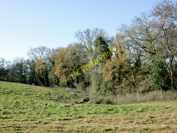 Photo 6"x4" 2008 : Pasture and part of Holcombe Wood Lipyeate c2008