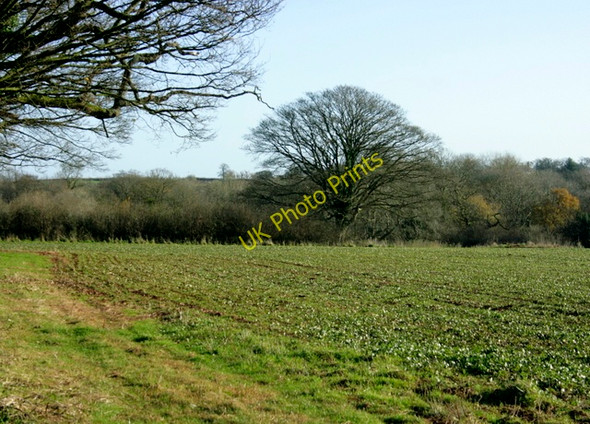 Photo 6"x4" 2008 : Field of broad bean seedlings Lipyeate c2008