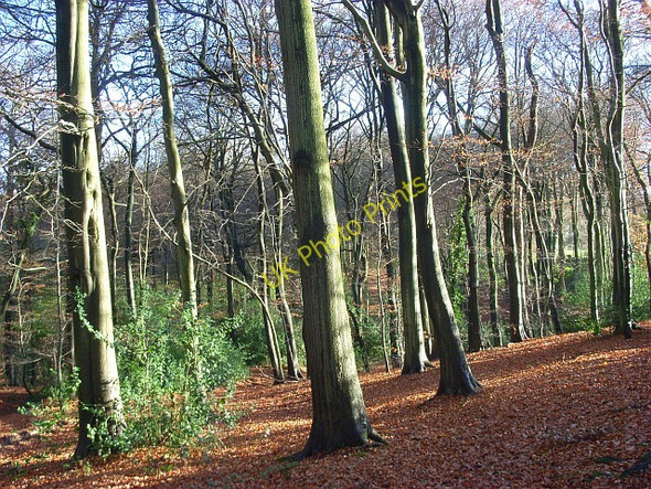 Photo 6"x4" Lambridge Wood Broadplat c2008 P3