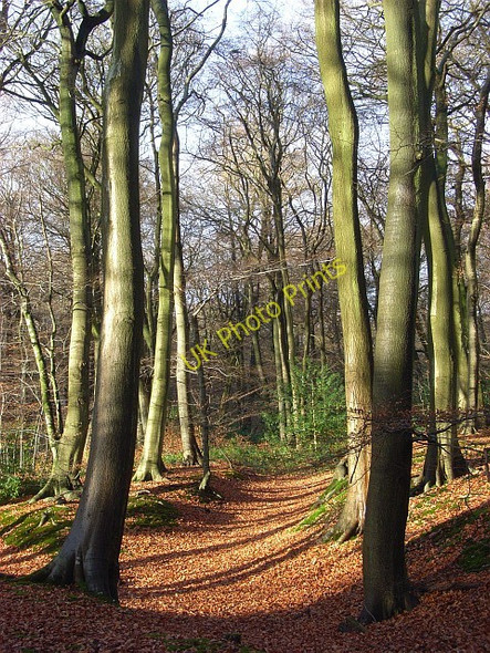 Photo 6"x4" Lambridge Wood Broadplat c2008 P5