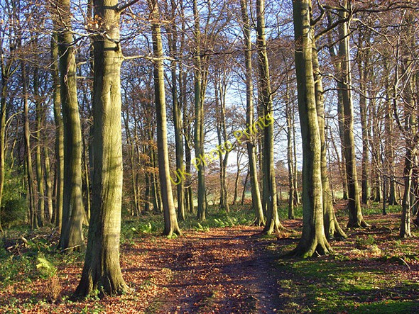Photo 6"x4" Bushy Copse, Bix Bix c2008
