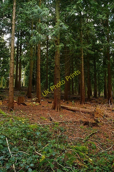 Photo 6"x4" Wallop Hill Down Hurstbourne Tarrant c2008