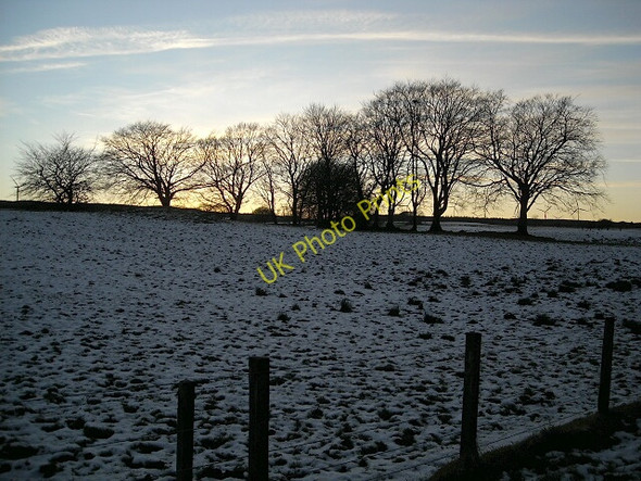 Photo 6"x4" Trees at Sunset Auldhouse c2008