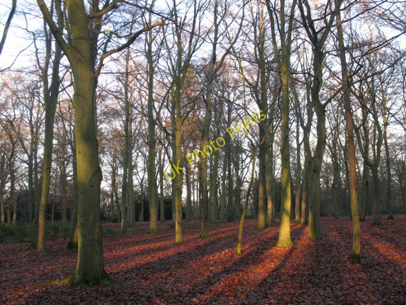 Photo 6"x4" Late afternoon sunshine in Bostall Woods Bexley c2008