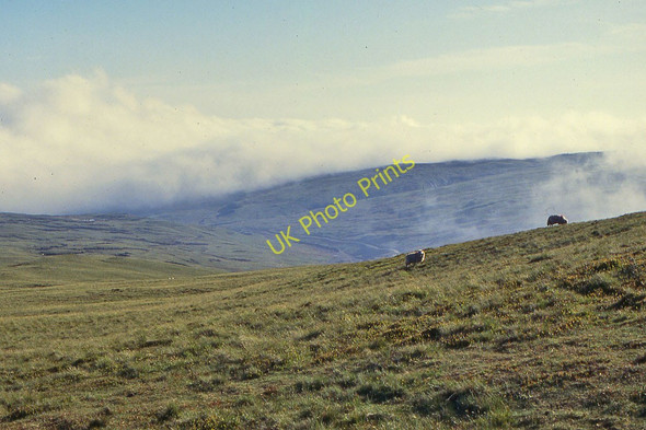 Photo 6"x4" Grazing on Pen Lluest-y-carn Pen Lluest-y-carn c1993
