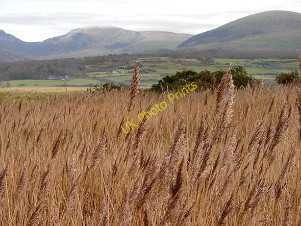 Photo 6"x4" Reeds beside the footpath by Llanbedr Airfield Llanbedr\/SH5826 c2008