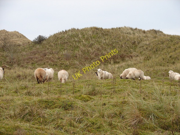 Photo 6"x4" Sheep in the dunes at Morfa Dyffryn Llanenddwyn c2008