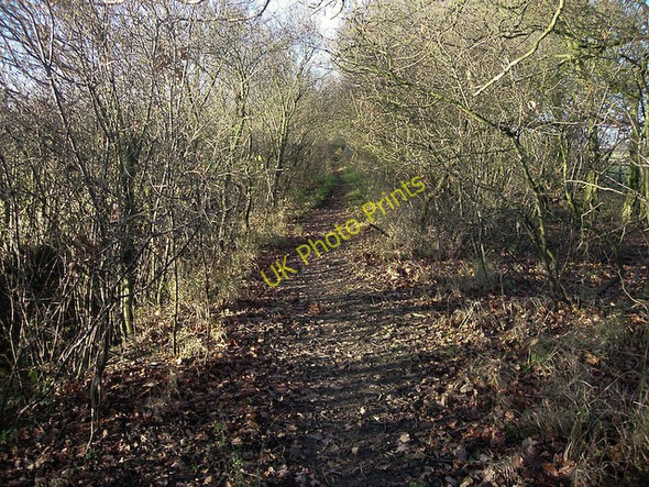 Photo 6"x4" Path from Ditton Park Wood Ditton Green c2008