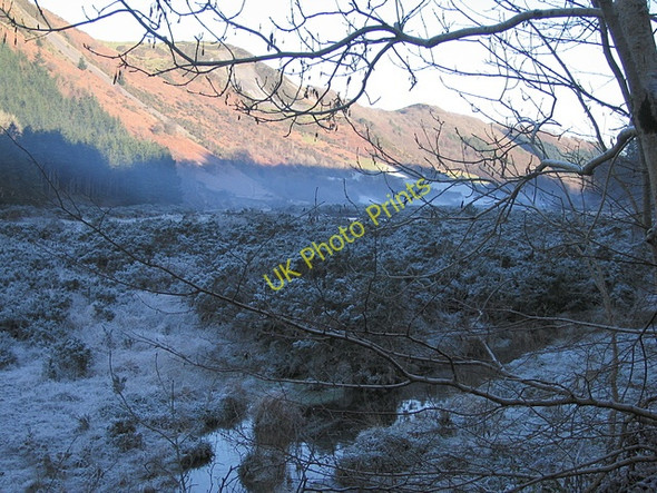 Photo 6"x4" Gorse island Brynafan c2008