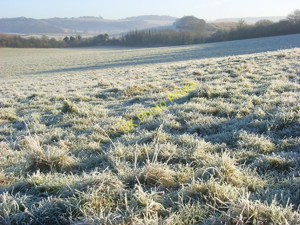 Photo 6"x4" Cow Common, Ewelme Ewelme c2008