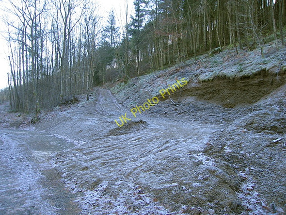 Photo 6"x4" Coed Cilmeddu New Row\/Rhes Newydd c2008