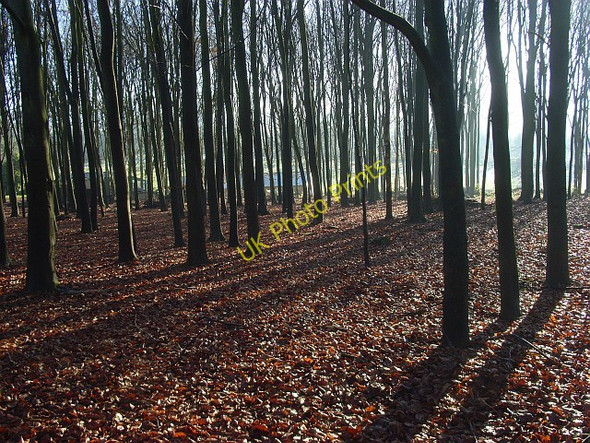 Photo 6"x4" Beech plantation near Nuffield Nuffield c2008