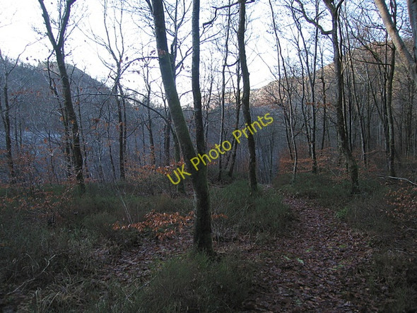 Photo 6"x4" Coed Maenarthur New Row\/Rhes Newydd c2008