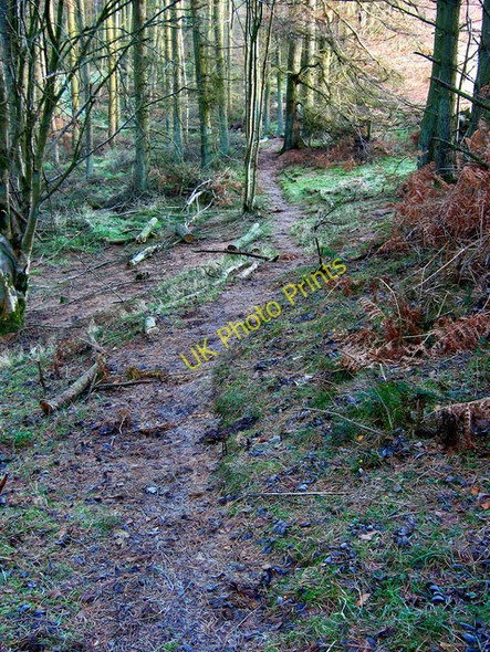 Photo 6"x4" Footpath in Newmill Hill Forest Coalford c2008
