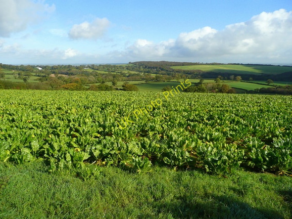 Photo 6"x4" Beet crop at Laneast Lower Tregunnon c2008