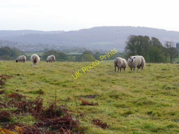 Photo 6"x4" Sheep in pasture Rockfield\/SO4814 c2008