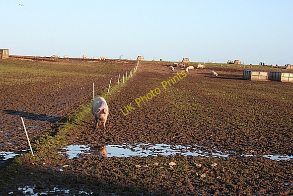 Photo 6"x4" Pigs at Balormie Windyridge\/NJ2367 c2008