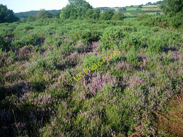 Photo 6"x4" Recently burnt area Abbey Dore c2008