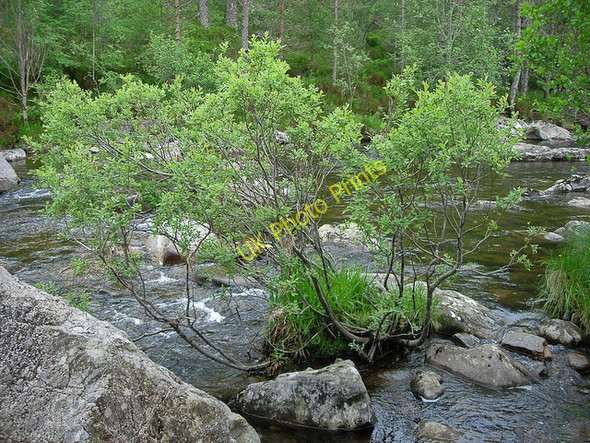 Photo 6"x4" Trees in the river Tomich\/NH3027 c2007