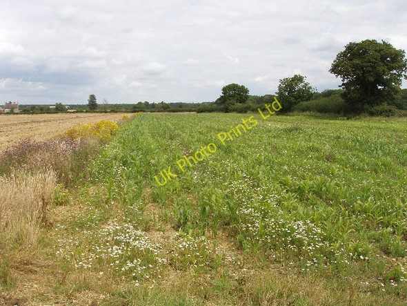 Photo 6"x4" Young maize by cut wheat field, near Yardley Hastings Warrington\/SP8954 c2007