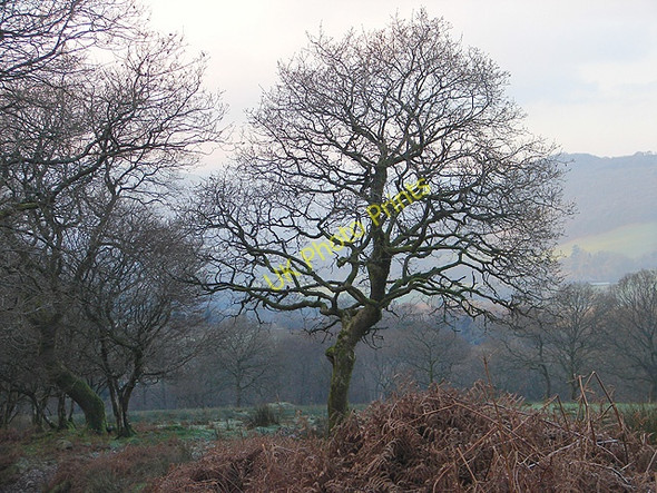 Photo 6"x4" Trees in Cwm Afon Llinau Cwm-Llinau c2008