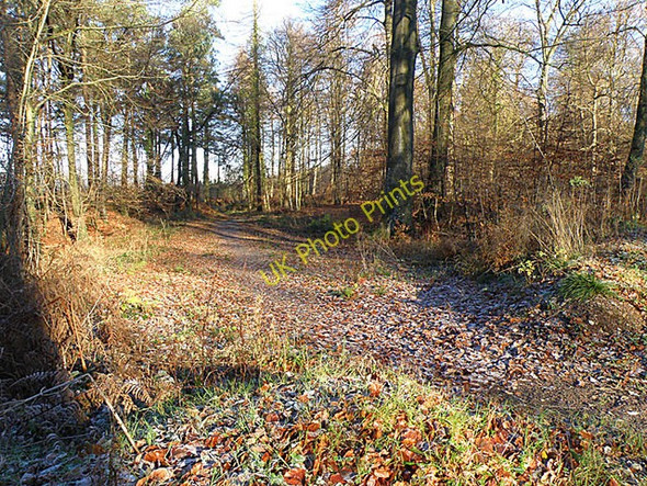 Photo 6"x4" Forest of Dean near Edge End Ninewells\/SO5812 c2008 P2