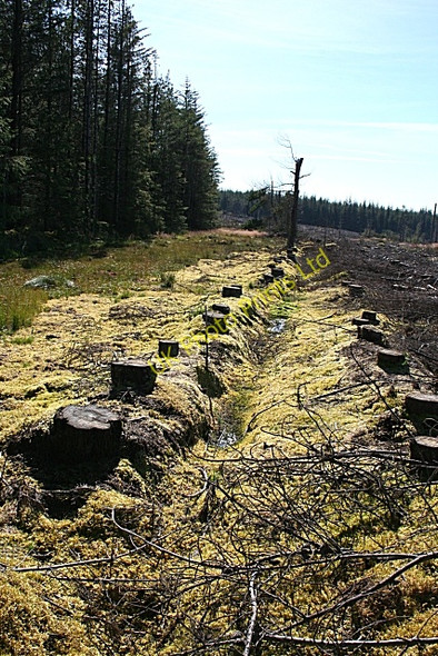 Photo 6"x4" Tree Stumps Maggieknockater c2007