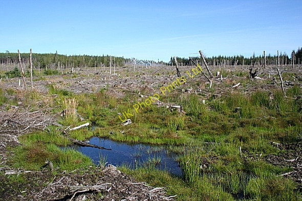 Photo 6"x4" Black Stank Maggieknockater c2007