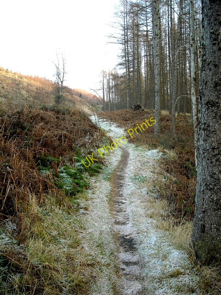 Photo 6"x4" Frosty Path in Glentrool Forest Glentrool Village c2008