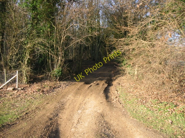 Photo 6"x4" Byway into Pitt Wood Adisham c2008