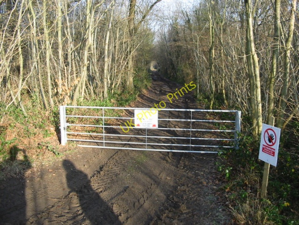 Photo 6"x4" Track through the woods Ileden c2008