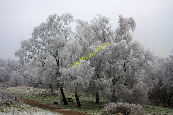 Photo 6"x4" Hoar Frost covered trees Little Malvern c2009