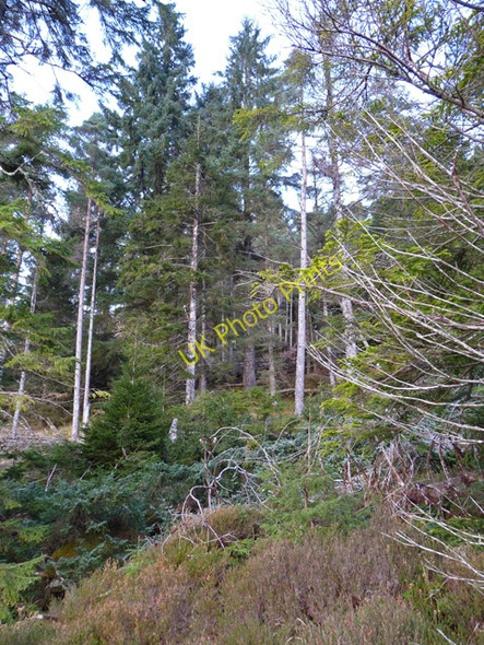 Photo 6"x4" Achnashellach Forest Lair\/NH0148 c2008