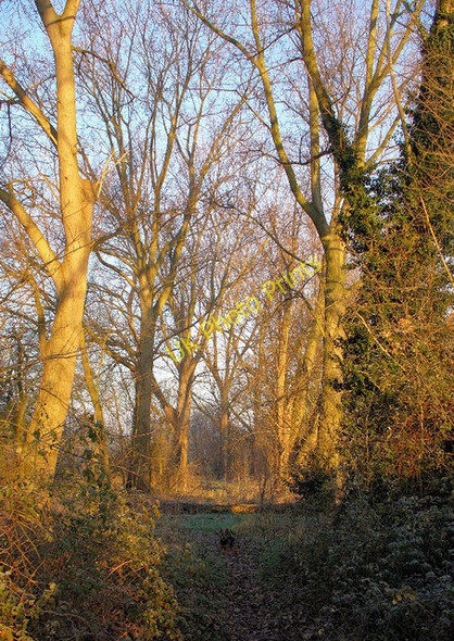 Photo 6"x4" Disused footpath alongside Island Barn Reservoir East Molesey c2008
