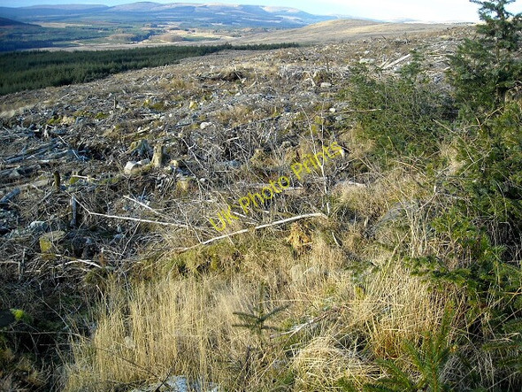 Photo 6"x4" Glentrool Forest Bennan\/NX4082 c2009