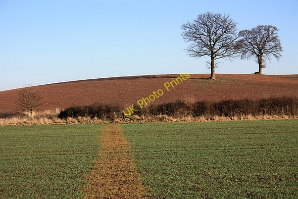 Photo 6"x4" Path to Little Marcle Rushall\/SO6434 c2009