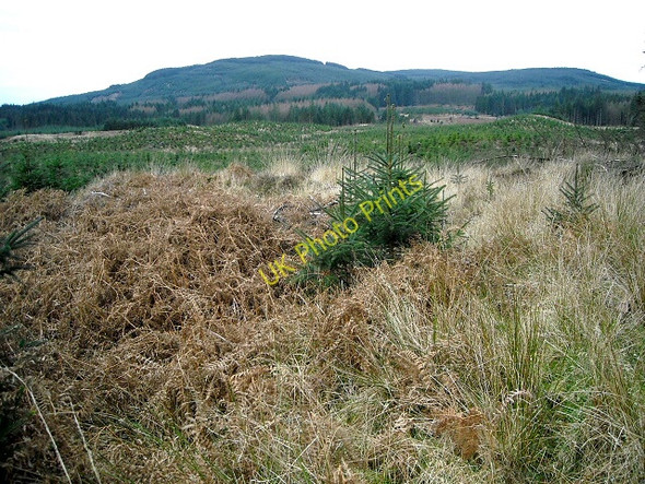 Photo 6"x4" Glentrool Forest Glentrool Village c2009