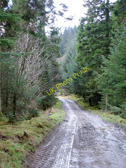 Photo 6"x4" Farm and forestry track Llanifyny c2008