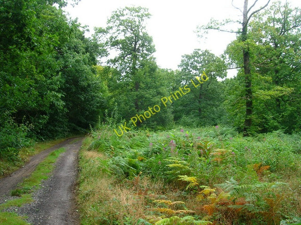 Photo 6"x4" Blean Woods Nature Reserve Blean c2007