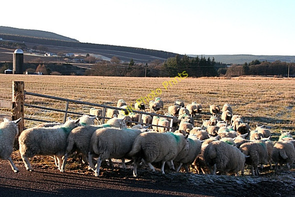 Photo 6"x4" Pastures New Mulben c2009