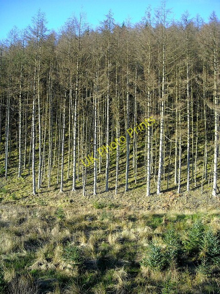 Photo 6"x4" Bank of Trees in Glentrool Forest Glentrool Village c2009