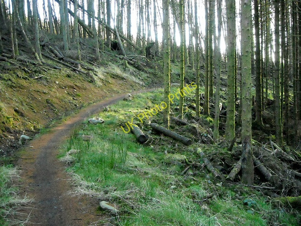 Photo 6"x4" Cycle Trail in Glentrool Forest Glentrool Village c2009