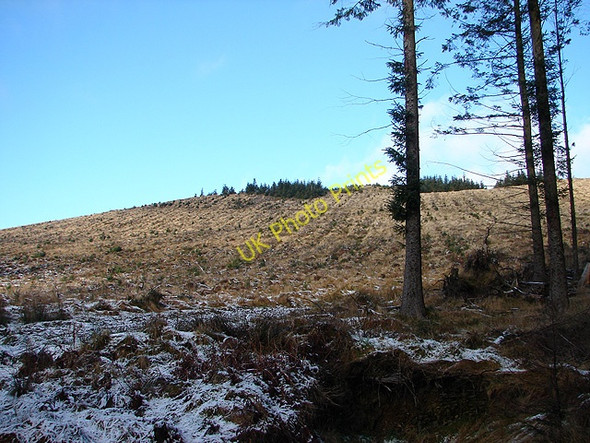 Photo 6"x4" Clear-fell on Drum Maen Tynyrwtra\/SN8885 c2009